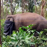 Kerala Forest darting team goes after rampaging elephant PT 7