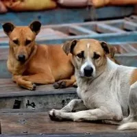 65 year old farmer calls neighbours pet dog a dog gets killed