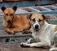 65 year old farmer calls neighbours pet dog a dog gets killed