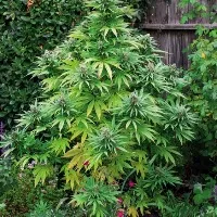 Tirupati District man grows ganja near his house at mannegunta