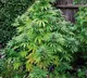 Tirupati District man grows ganja near his house at mannegunta