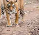 India now home to 70percent of worlds tigers govt tells SC