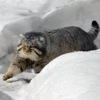 Rare Pallas Cats found at Mount Everest