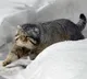 Rare Pallas Cats found at Mount Everest