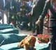 Detection dogs sniff Union Budget copies outside Parliament vedio