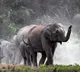 Wild elephants trample tracker to death in Andhra Pradesh