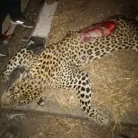 Another leopard run over by speeding vehicle in Telangana
