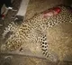 Another leopard run over by speeding vehicle in Telangana
