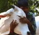 Union Government U Turns on Cow Hug Day