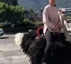 Girl Rides On Back Of Ostrich To School In China