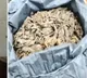 Ganja seized in Andhra University