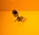 Australia concerns about China made CC Cameras