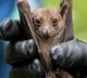 The World Health Organization has called an emergency meeting in the wake of the outbreak of the Marburg virus