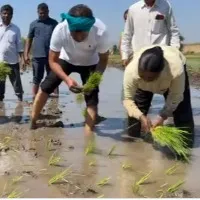 Revanth Reddy plants paddy in fields
