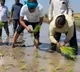 Revanth Reddy plants paddy in fields
