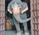 Elephant opens Tamil temple doors video goes viral