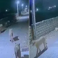 Pride of lions walk down the streets of Gujarat IFS officer shares video Watch