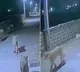 Pride of lions walk down the streets of Gujarat IFS officer shares video Watch