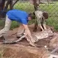 12 Cheetahs From South Africa Reached Madhya Pradesh