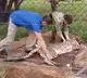 12 Cheetahs From South Africa Reached Madhya Pradesh