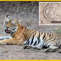 Tiger died after being hit by an electric fence some cooked and ate it