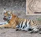 Tiger died after being hit by an electric fence some cooked and ate it
