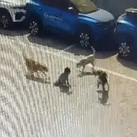 Five year old Boy Dies In Stray Dogs Attack In Hyderabad