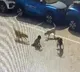 Five year old Boy Dies In Stray Dogs Attack In Hyderabad