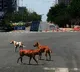 Hyderabad has 5.5 lakh stray dogs, officials move to check menace