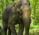 Jharkhand Elephant Kills 16 people in 12 days