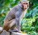 monkey bites off kids finger in Mahabubabad