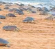 Olive Ridley Turtles On Odisha Beach For Annual Mass Nesting