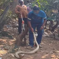 A rare white swethanaagu snake in the jalaripeta visakhapatnam