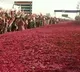 Congress rolls out rose carpet as Priyanka Gandhi arrives for plenary meet in Raipur