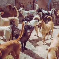 Nepal expert teams to catch stray dogs in Telangana