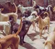 Nepal expert teams to catch stray dogs in Telangana