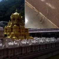 Snake spotted in Vijayawada Kanakadurga Temple que line
