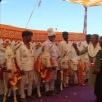 halari donkey gets baby shower in gujarat