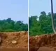 Terrifying video of massive King Cobra standing up and swaying is viral vedio