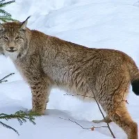 IFS officer shares video of beautiful and rare animal found in Ladakh
