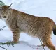 IFS officer shares video of beautiful and rare animal found in Ladakh