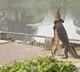 Two reptiles fight with each other while standing up
