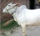 Allahabad High Court suggests to declare cow as protected national animal