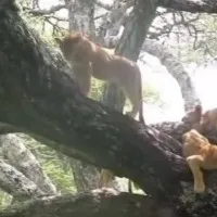 Kiren Rijiju shares rare video of lionesses sitting on trees on World Wildlife Day