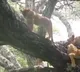 Kiren Rijiju shares rare video of lionesses sitting on trees on World Wildlife Day