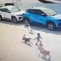 Macabre death of Hyderabad child moves authorities to act on strays