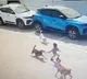 Macabre death of Hyderabad child moves authorities to act on strays