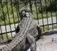 Viral video of alligator bending a fence in Florida shocks the internet