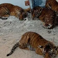 Four tiger cubs found near Andhra village