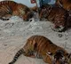 Four tiger cubs found near Andhra village